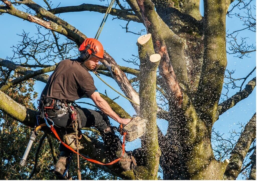 Baumpflege Baumschnitt Haltern am See