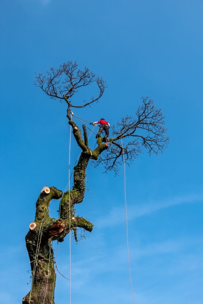 Baumpflege Haltern am See