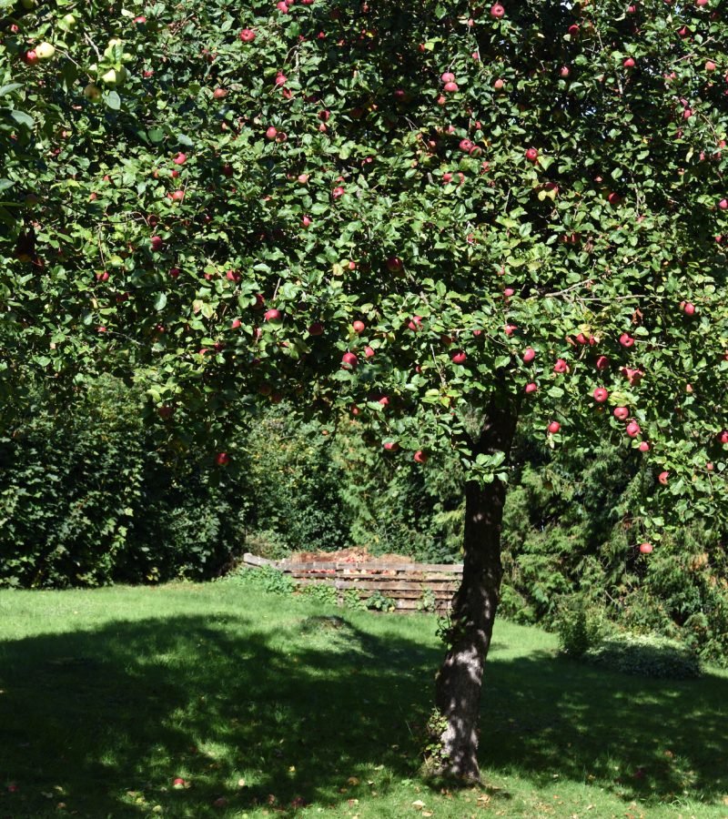 Obstbaumschnitt Baumpflege Haltern am See